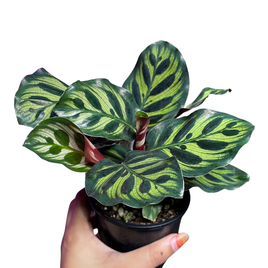 Calathea Makayona