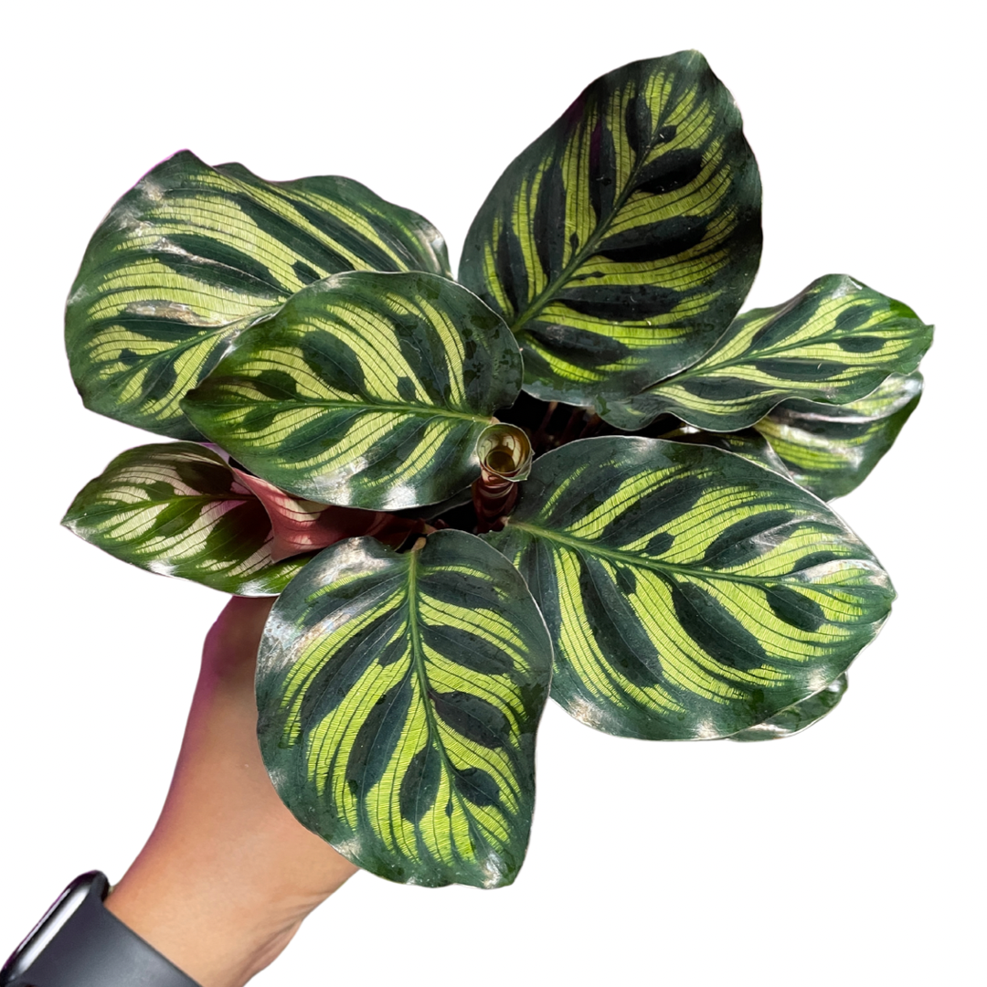 Calathea Makayona