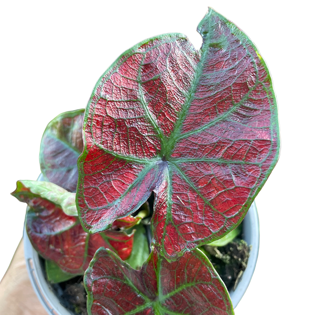 Caladium