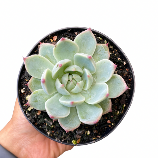 Echeveria Peach Boy