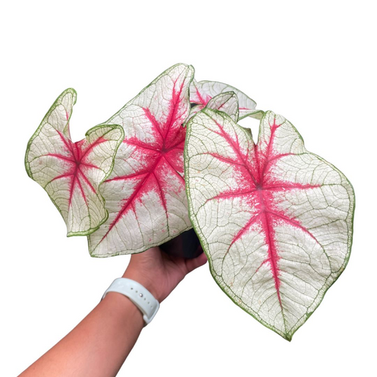 Caladium Bicolour